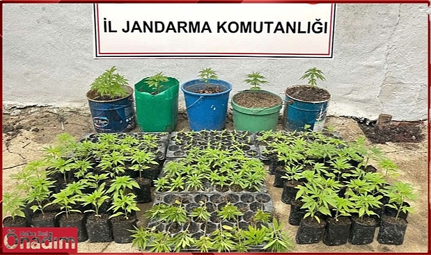 Kaçak Kenevir Yetiştiricisine Şok Baskın