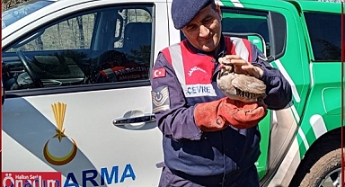 Kınalı Keklik son anda kurtarıldı