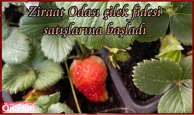 Ziraat Odası çilek fidesi satışlarına başladı