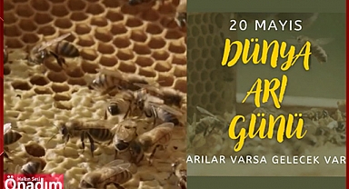 20 Mayıs Dünya Arı Günü