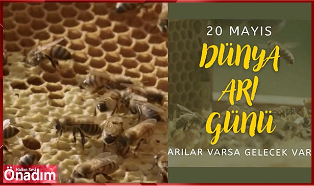 20 Mayıs Dünya Arı Günü