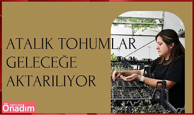 Atalık Tohumlar Geleceğe Aktarılıyor