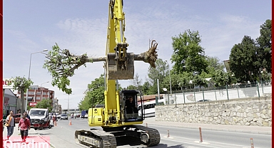 Belediye Ekipleri, Ağacı Başka Bir Yere Nakletti