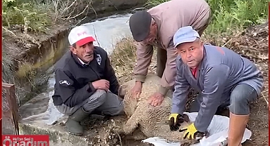 Çeltik Ekim Mesaisi Kurban ve Dualarla Başladı