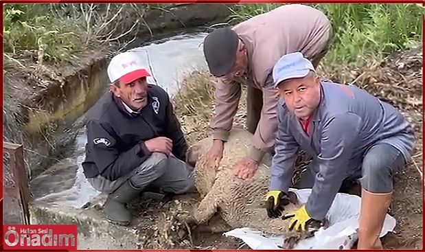 Çeltik Ekim Mesaisi Kurban ve Dualarla Başladı