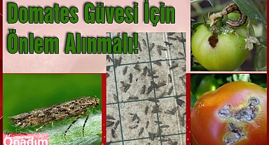 Domates Güvesi İçin Önlem Alınmalı!