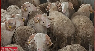 Edirne’de Kurbanlık Fiyatları Belirlendi: Dana ve Koç Canlı Baskül KG/270 TL