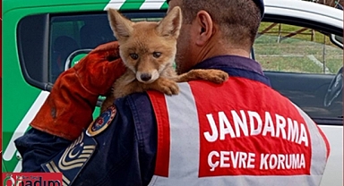 Yavru Tilkiye Jandarmadan Şefkat Eli