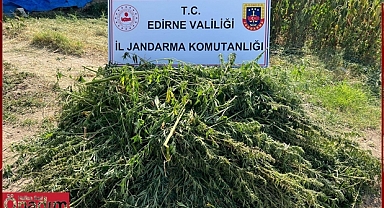5 Bin 950 Kök Keneviri Ele Geçirildi
