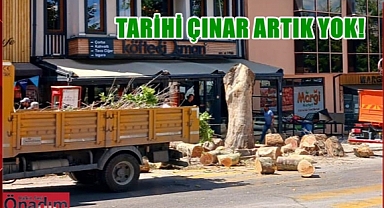 Aksal'dan Belediyeye Tarihi Çınar Tepkisi