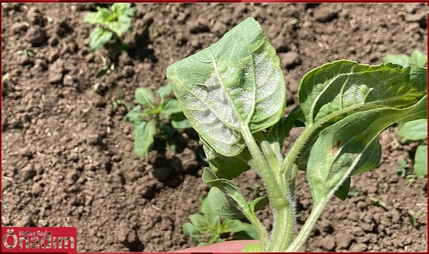 Ayçiçeğinde Hastalık Alarmı