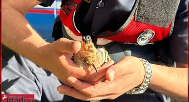 Bitkin İbibik Kuşu Hayata Döndü
