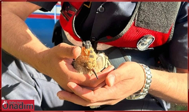 Bitkin İbibik Kuşu Hayata Döndü