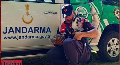 Kavurucu Sıcaklarda Yavru Kedilerin İmdadına Jandarma Koştu