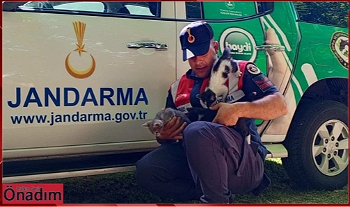 Kavurucu Sıcaklarda Yavru Kedilerin İmdadına Jandarma Koştu