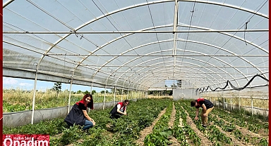 Seralar hastalıklara karşı kontrol edildi