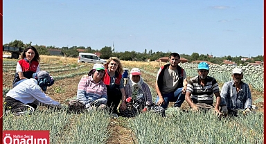 Soğan Hasadı Başladı