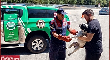 Talihsiz Köpek Jandarma Sayesinde Hayata Tutundu