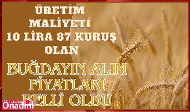 Üretim maliyeti 10 lira 87 Kuruş Olan Buğdayın Alım Fiyatları Belli Oldu