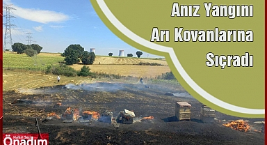 Anız Yangını Arı Kovanlarına Sıçradı