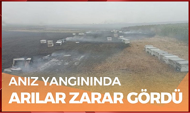 Anız Yangınında Arılar Zarar Gördü