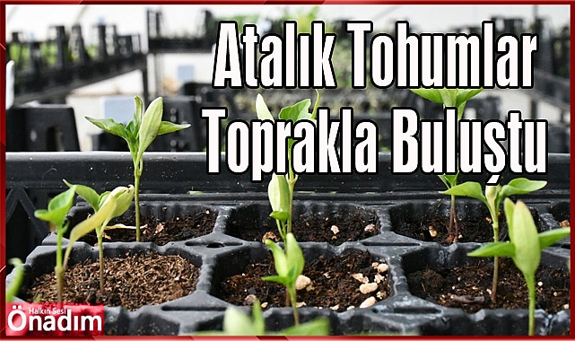Atalık Tohumlar Toprakla Buluştu