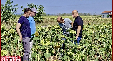 Ayçiçeği Tarlalarında İncelemeler Yapıldı