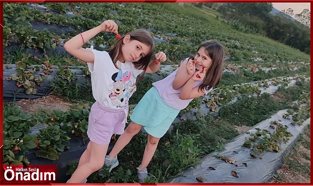 Dalından Çilek Toplamak İster Misiniz?