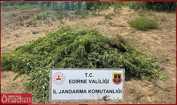 Edirne’de 16 Bin 500 Kök Keneviri Ele Geçirildi