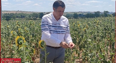 Gaytancıoğlu, “Ayçiçeğini Kuraklık Vuracak”