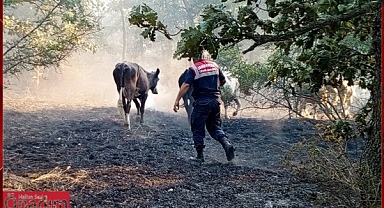 İnekleri Yangında Telef Olmaktan Jandarma Kurtardı