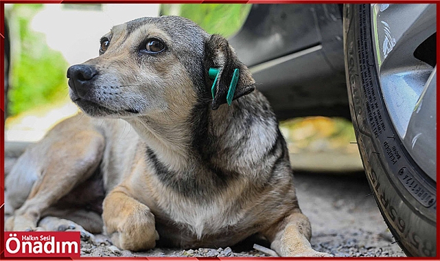 Sokak Köpekleri İçin Yeni Düzenleme Meclis'te Kabul Edildi