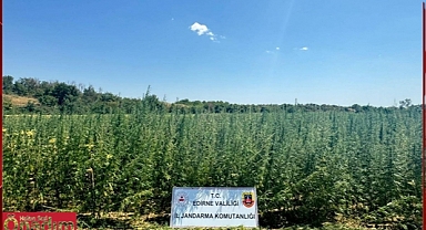 Tarlasına Ektiği 2 Milyon Kök Kenevirini KOM Ekipleri Yakaladı