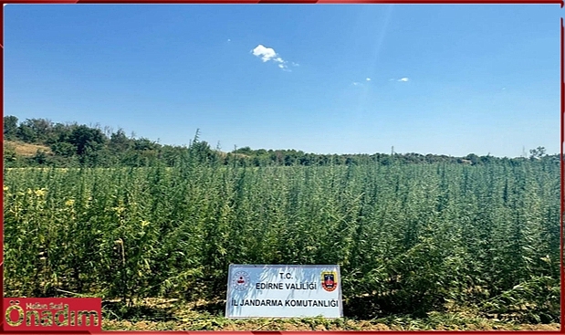 Tarlasına Ektiği 2 Milyon Kök Kenevirini KOM Ekipleri Yakaladı