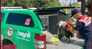 Yaralı Leylek Son Anda Hayata Tutundu