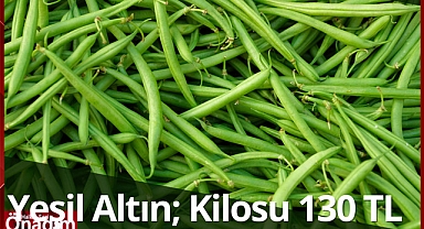 Yeşil Altın; Kilosu 130 TL