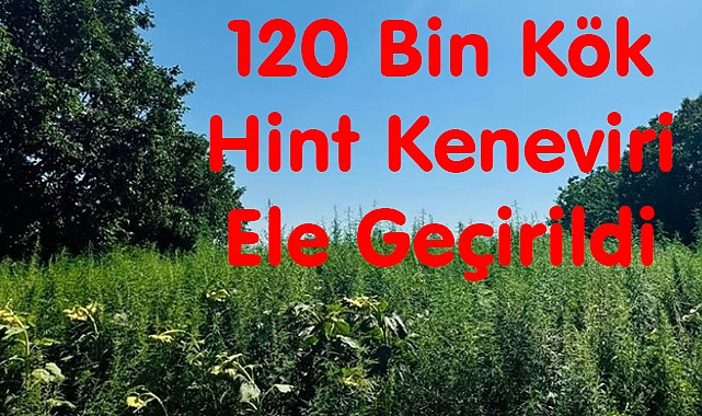 120 Bin Kök Hint Keneviri Ele Geçirildi
