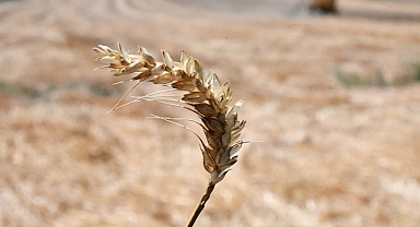 160 Ton Buğday Elde Edildi
