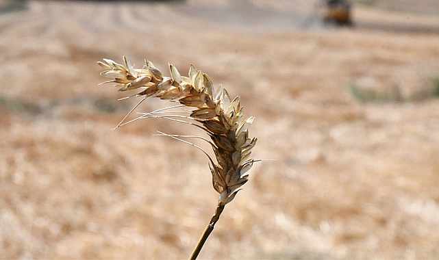 160 Ton Buğday Elde Edildi
