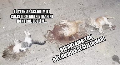 3 Yavru Kedinin Ölümünde Gerçek Ortaya Çıktı
