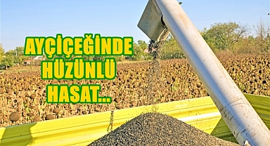 Ayçiçeği Hasadı Hız Kazandı