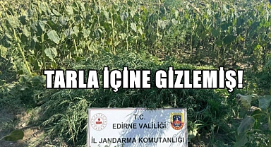 Ayçiçeği Tarlası İçine Gizlenmiş Hint Kenevirleri Bulundu