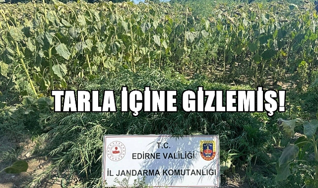 Ayçiçeği Tarlası İçine Gizlenmiş Hint Kenevirleri Bulundu