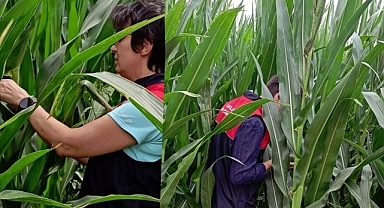 Batı Mısır Kök Kurdu ile Mücadele
