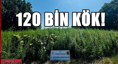 Bu Ne Cesaret! Kenevir Tarlasına Baskın!