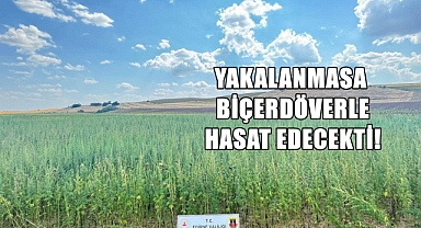 Bu Ne Rahatlık; Ayçiçeği Yerine Kök Keneviri Ekmiş!