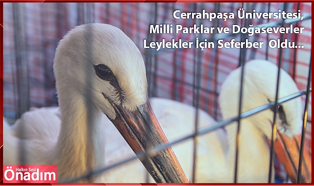 Cerrahpaşa Üniversitesi, Milli Parklar ve Doğaseverler Leylekler İçin Seferber Oldu...