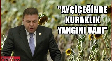 CHP’li Vekil Ayçiçeklerindeki Vahamete Dikkat Çekti