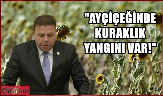 CHP’li Vekil Ayçiçeklerindeki Vahamete Dikkat Çekti