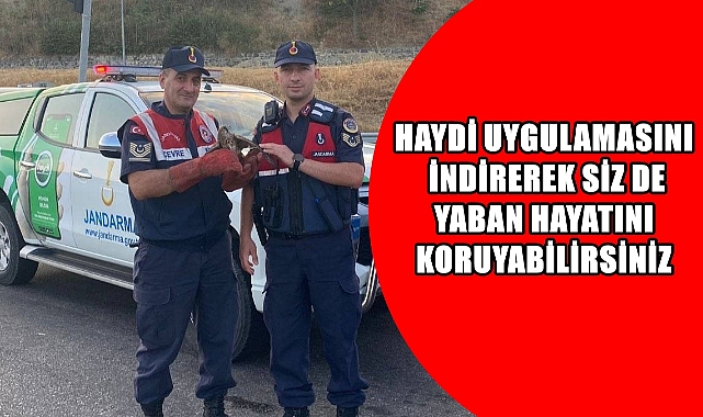 HAYDİ Uygulaması Yaralı Şahinin Hayatını Kurtardı
